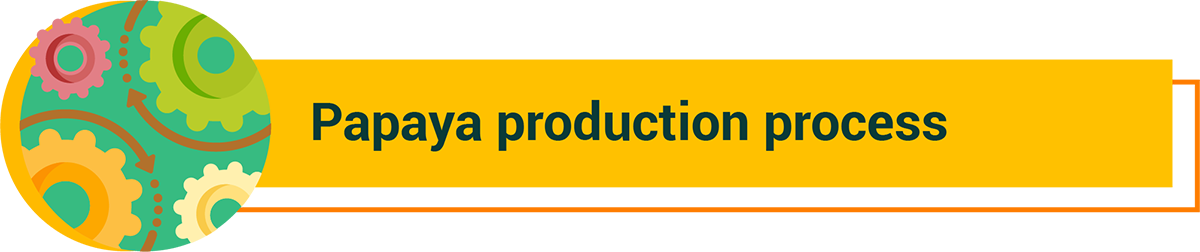 Papaya Production Process